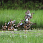 Blue-winged Teals take flight. (Photo by Sam Zhang, Macaulay Library-ML363398841)