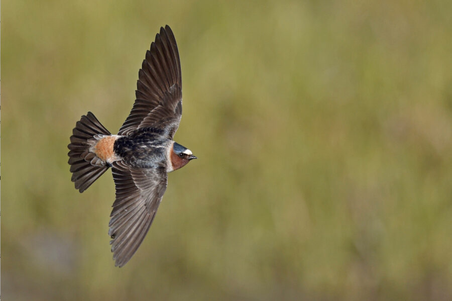 Cliff Swallow in flight