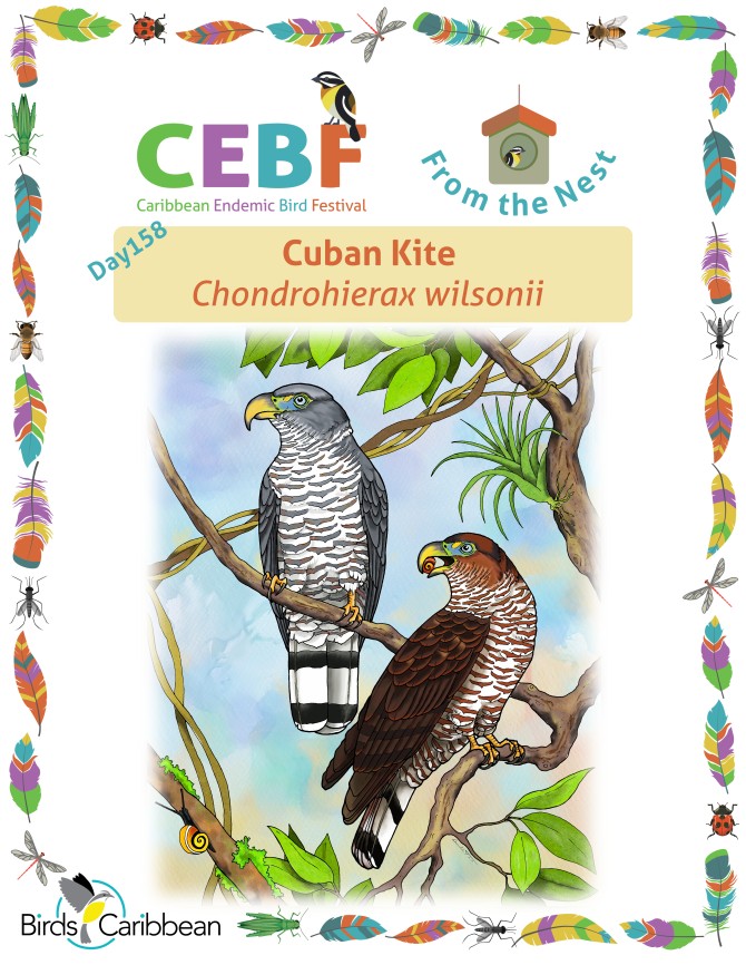 From the Nest – Day 158