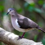 Grenada Dove—endemic to Grenada and Critically Endangered. The cinnamon-brown plumage and white stripe in front of the wing are key field marks to distinguish the Grenada Dove from other dove species on the island. (photo by Arthur Daniel)