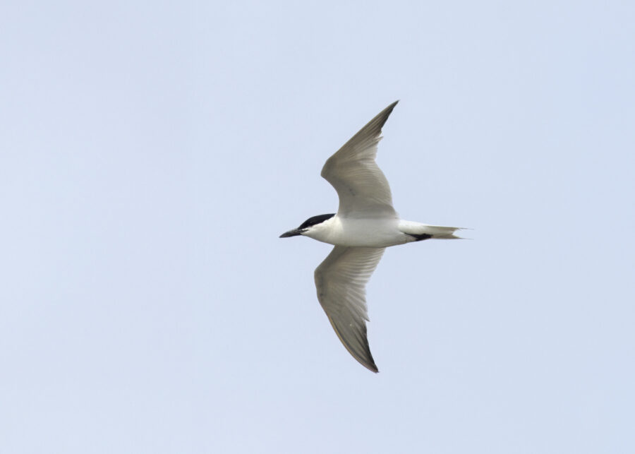 Gull-billed Tern in flight