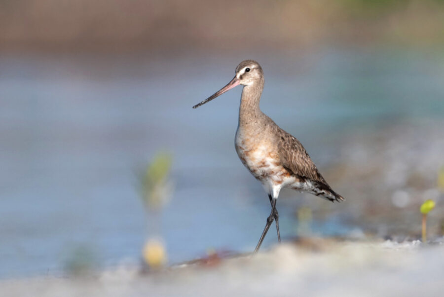 Hudsonian Godwit molting