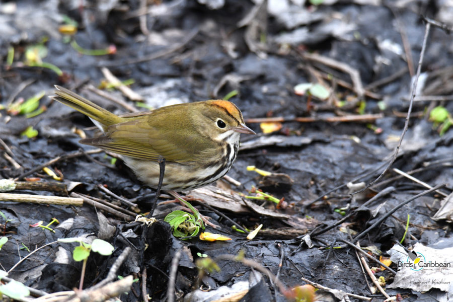 Ovenbird on Ground