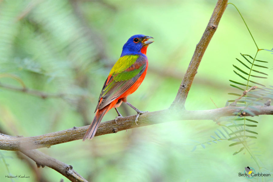 Male Painted Bunting