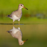 Pectoral Sandpiper