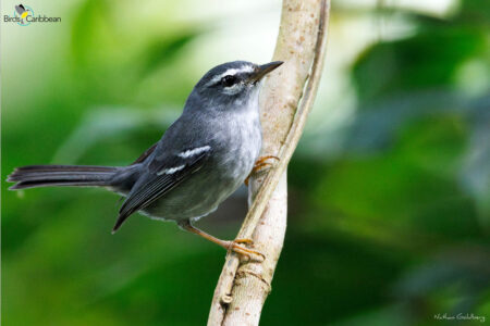Plumbeous Warbler