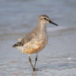 Red Knot molting in September with some patches of rusty plumage showing.