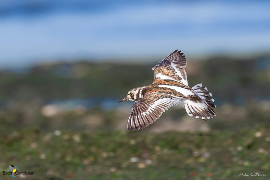 Ruddy Turnstone