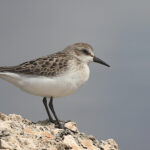 Semipalmated Sandpiper perched on a rock