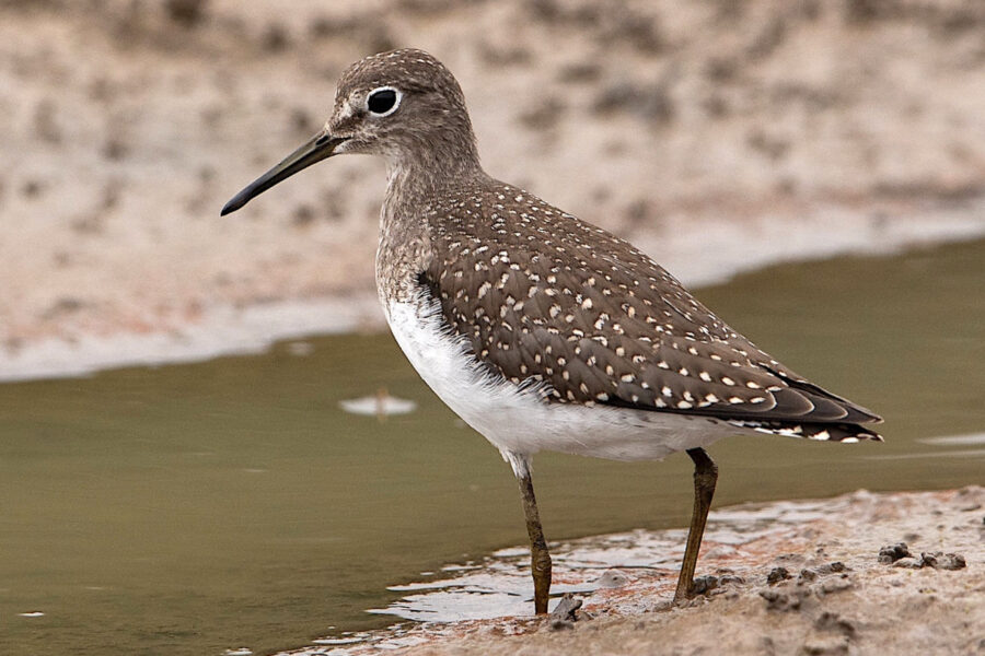 Solitary Sandpiper