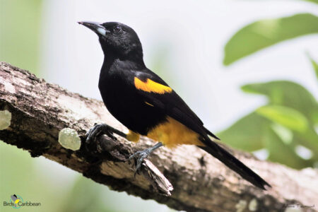St. Lucia Oriole