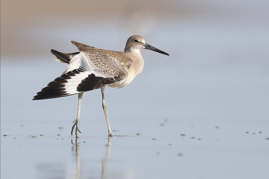 Willet with wing slightly open, showing black-and-white pattern